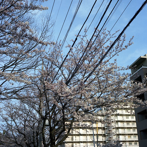The Blossoms and the Wires