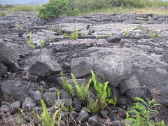 The lava field walk - very difficult to walk on in the dark with only a flashlight!