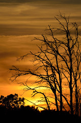 Dead Trees in Sunset DSC_1225 by Mully410 * Images