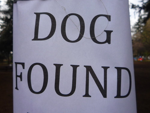 dog found!