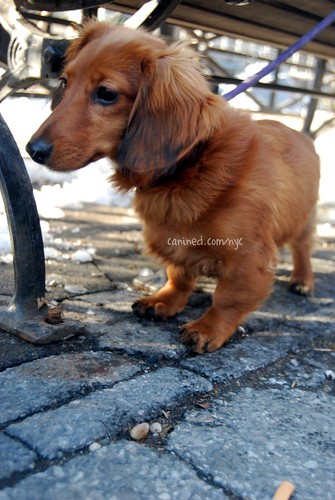red long haired dachshund puppies. 4 month old red long haired dachshund puppy downtown new york city dog walker pictures 9