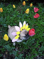 pug spring flower costume