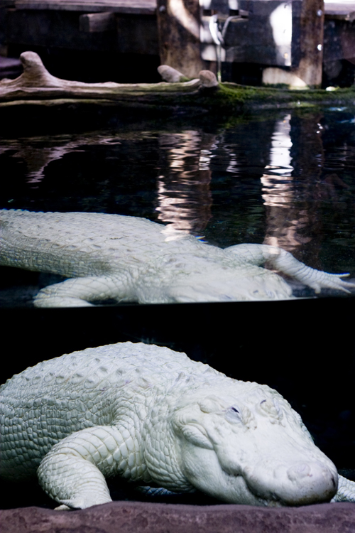 White Gator.