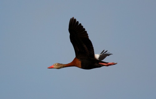 Black-bellied Whistling Duck - 4/24/2009