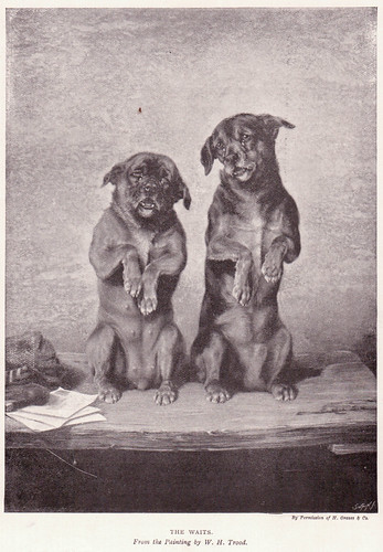 Old picture of two cute dogs