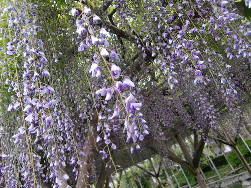 wisteria flowers (by HAMACHI!)