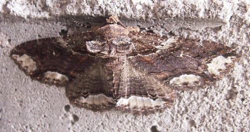 Moth, ID Pending