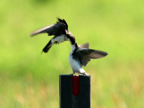 Tree Swallow Feeding Young