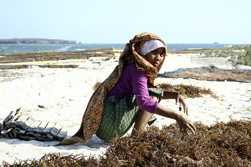 Serewe woman, drying seaweed