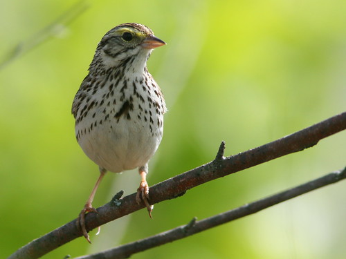 Savannah Sparrow SOOC crop 20100516
