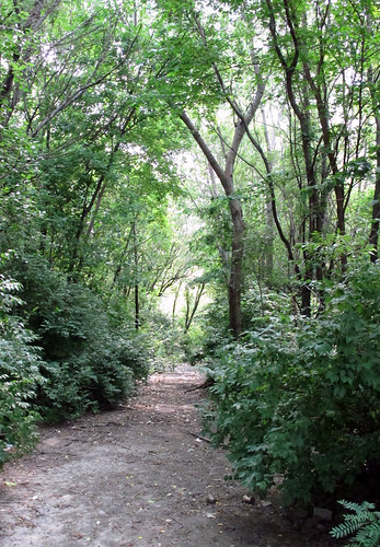 A forested road near Cass and 25th