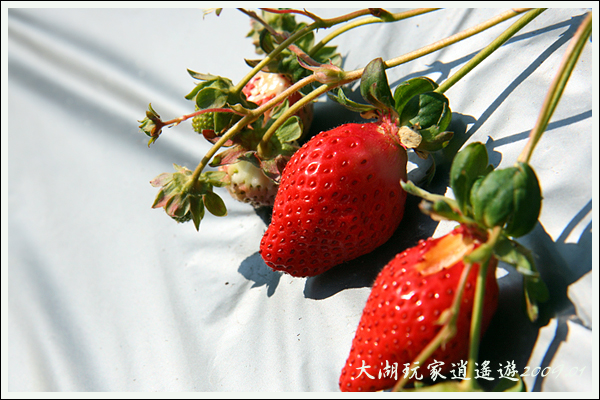 090117_03_採草莓