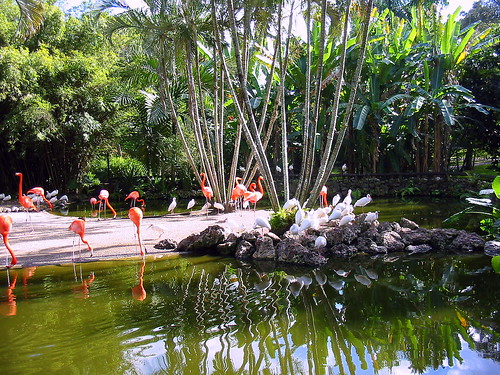 Flamingo Gardens 20090126