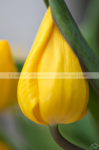 Yellow tulips Feb1 0901 copy.jpg