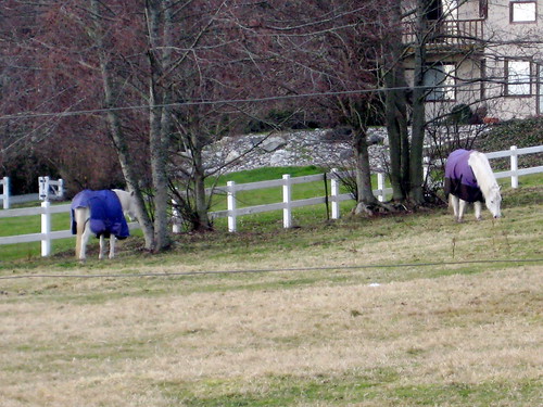 Pretty Purple Horsey Princes