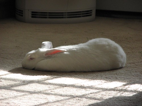 napping in the sun