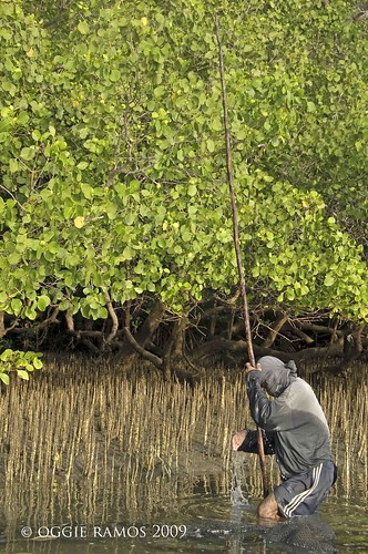 bacungan mangrove fisherman