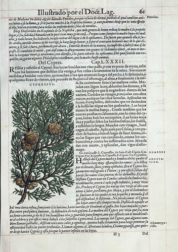 004- El cipres-Pedacio Dioscorides Anazarbeo 1555