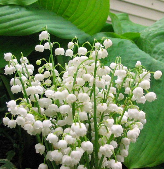 Lily of the Valley (group)