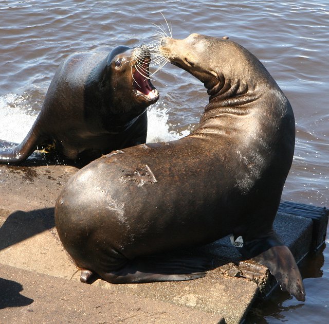 Sea Lion 2 - claiming his place on the dock
