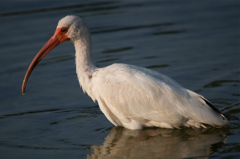 ibis_water_0043