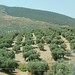 olive trees to the horizon