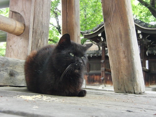 Today's Cat@2010-05-21