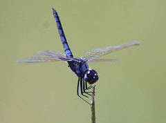 Dragonfly 1, Liwonde