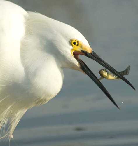 Egrets Fishing