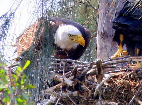 Adult At Nest 20090403