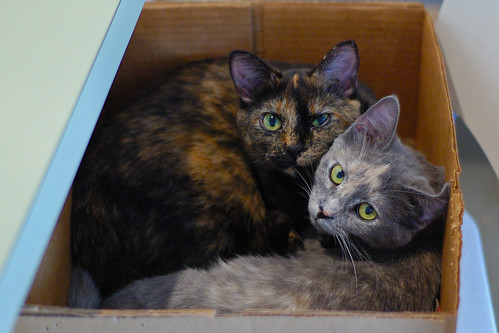 Kitties in a Box