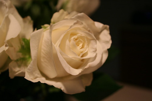 Beauty in a rose