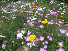 New Wildflower Meadow - Linanthus, Showy Clarkia and good ol' California Poppy