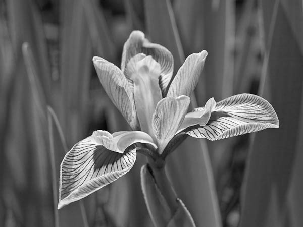 Iris - Study in Black and White