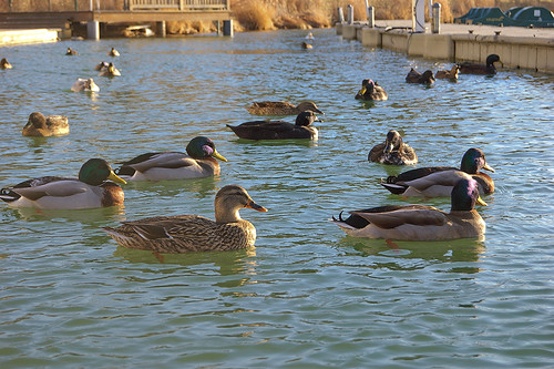 Ducks, at the boatdock of the Boathouse in Forest Park, Saint Louis, Missouri, USA - mainly Mallard specie