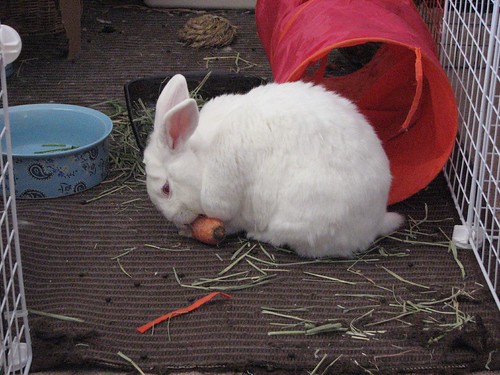 gus and carrot 2
