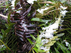 foto, snow on fern