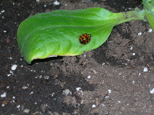 2009-04-22 Lady Bug Zuccinni