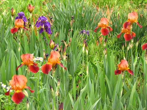 early brown iris