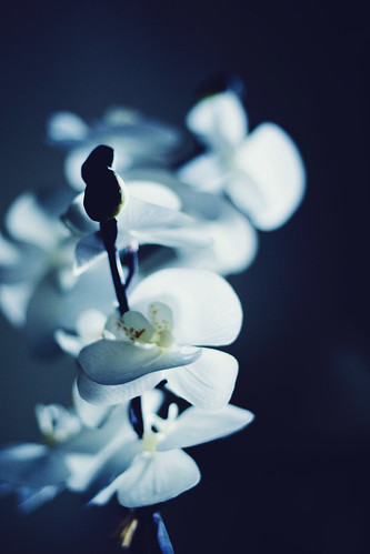 Orchid [141/365]