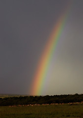 Rainbow, Maasi Mara, Kenya