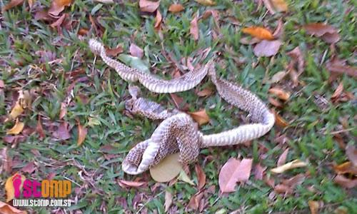 Beware! Snake skin spotted in Ang Mo Kio