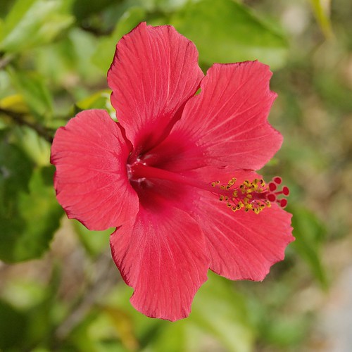 Okinawan Bloom