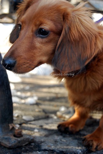 miniature long haired dachshund puppies. 2011 long haired dachshund puppies mini long haired dachshund puppies. red