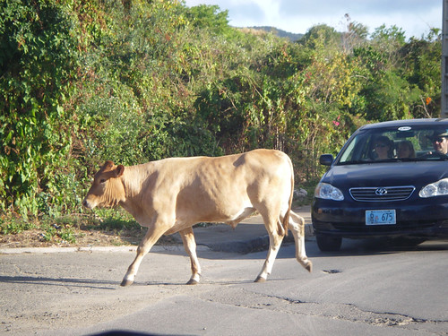 this cow let out an annoyed moo after leaving the road