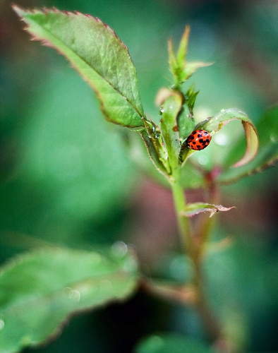 Ladybug 2-2