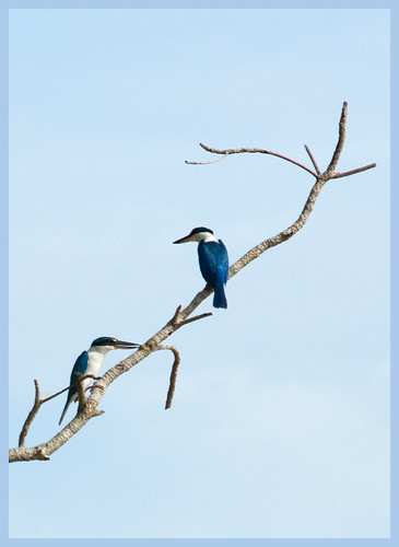 Kingfishers of Port Dickson (by αгυρ / অরূপ)