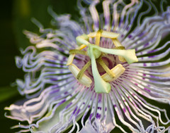Brays Bayou Flora - Passionflower closeup