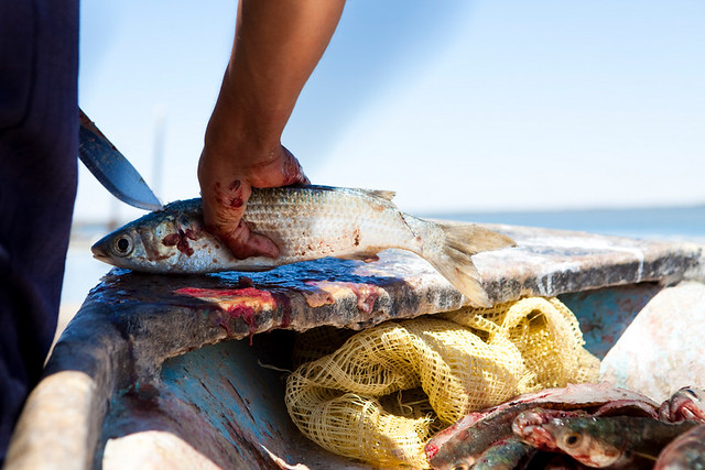 Commercial fishing in Bahia de Kino, Mexico by RarePlanet