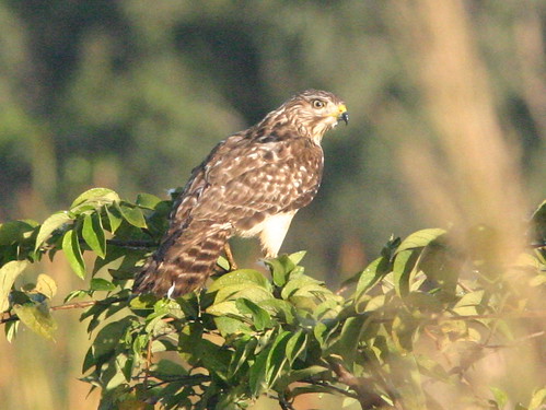 Red-shouldered Hawk 20090111
